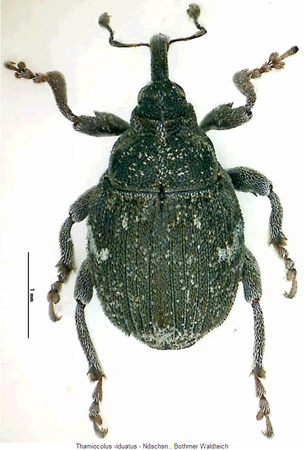 thamiocolus_viduatus_hab.jpg