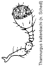 thamnurgus_kaltenbachi_f.gif