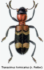 thanasimus_formicarius_rtt.gif