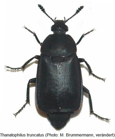 thanatophilus_truncatus_hab.jpg