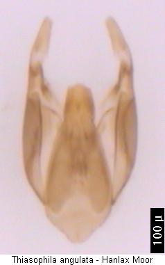 thiasophila_angulata.jpg