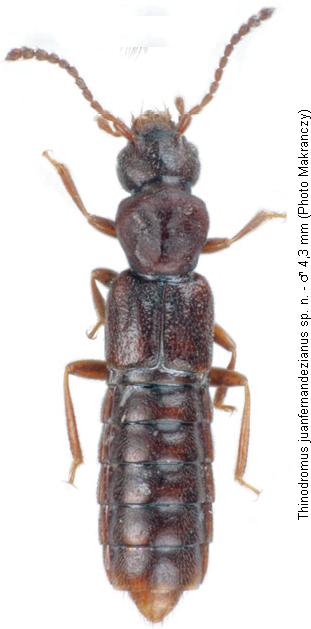 thinodromus_juanfernandezianus_hab.jpg