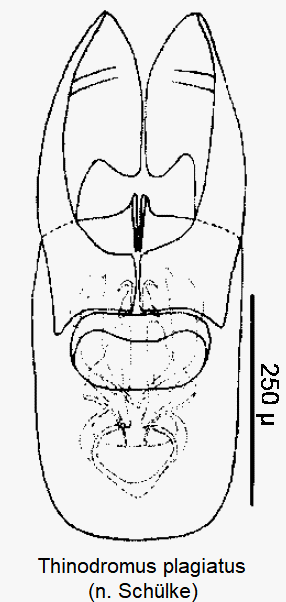 thinodromus_plagiatus.gif