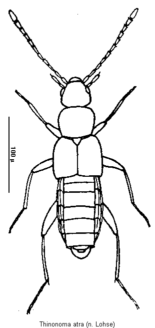 thinonoma_atra_hab.gif
