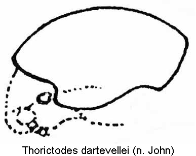 thorictodes_dartevellei_kopf_lateral2.jpg