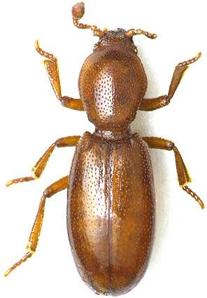 thorictodes_erraticus.jpg