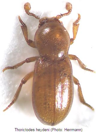 thorictodes_heydeni_hab.jpg