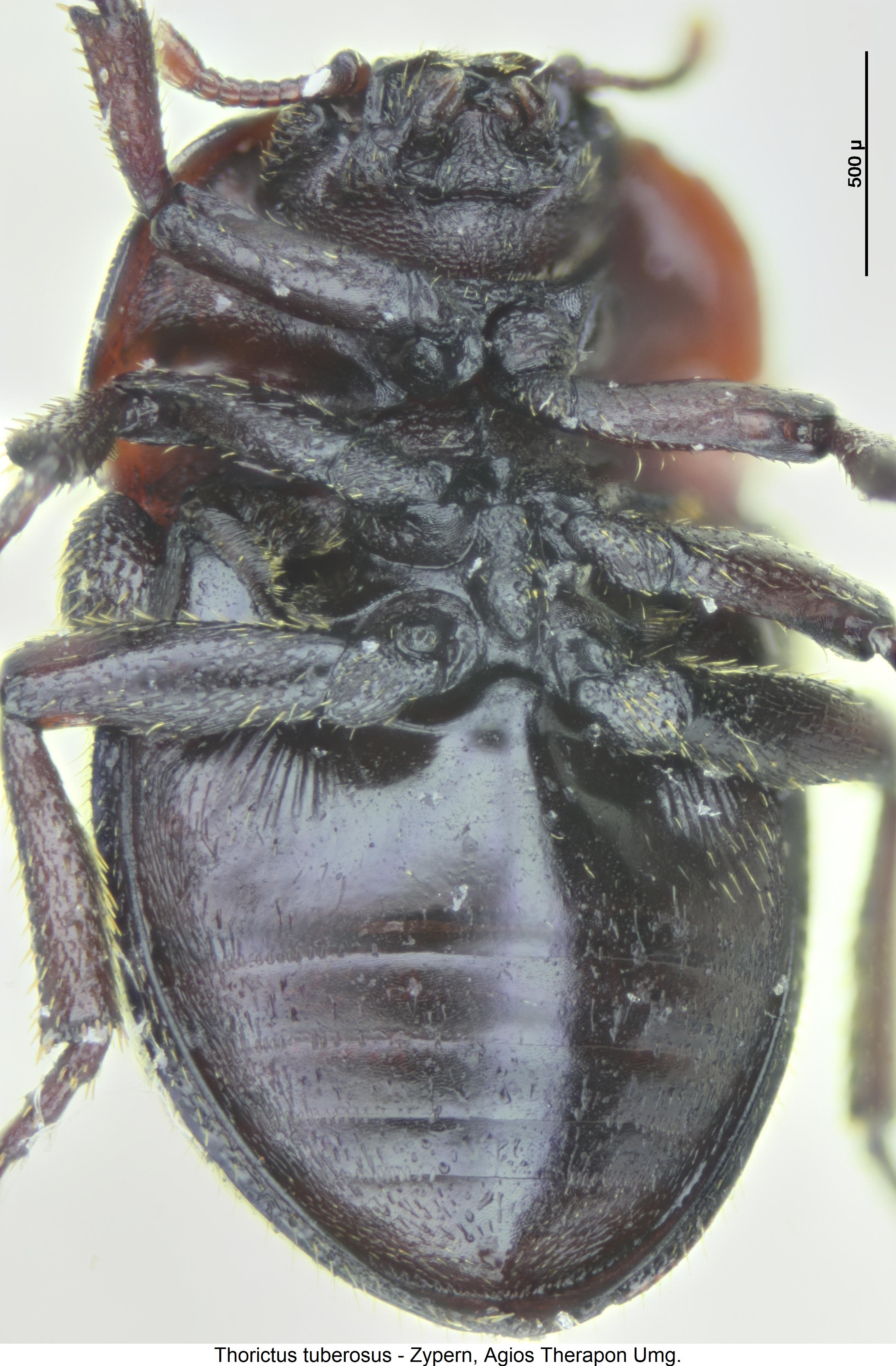 thorictus_tuberosus_us.jpg