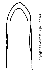 thryogenes_atrirostris.gif