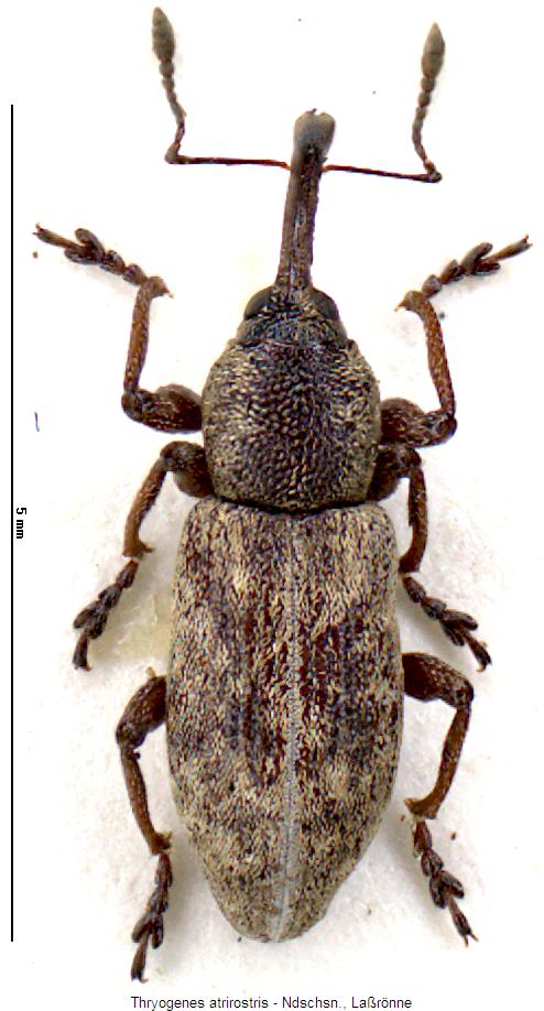 thryogenes_atrirostris_hab.jpg