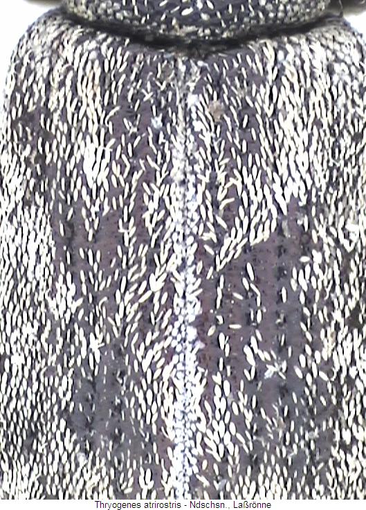 thryogenes_atrirostris_os.jpg