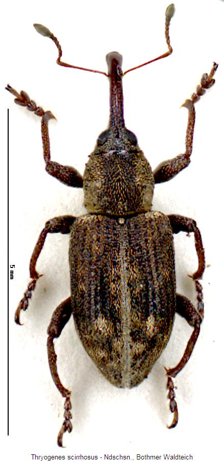 thryogenes_scirrhosus_hab.jpg