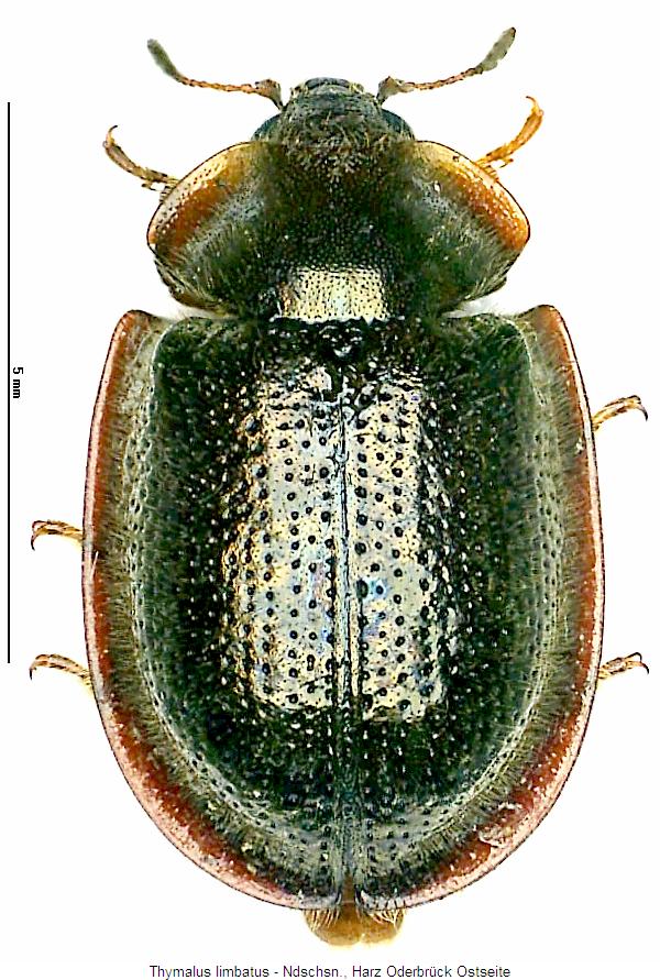 thymalus_limbatus_hab.jpg