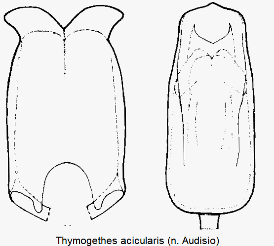thymogethes_acicularis.gif