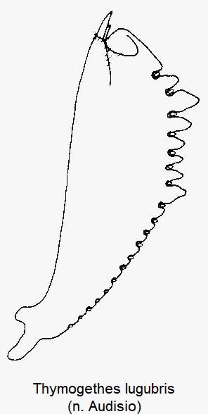 thymogethes_lugubris_vschn.gif