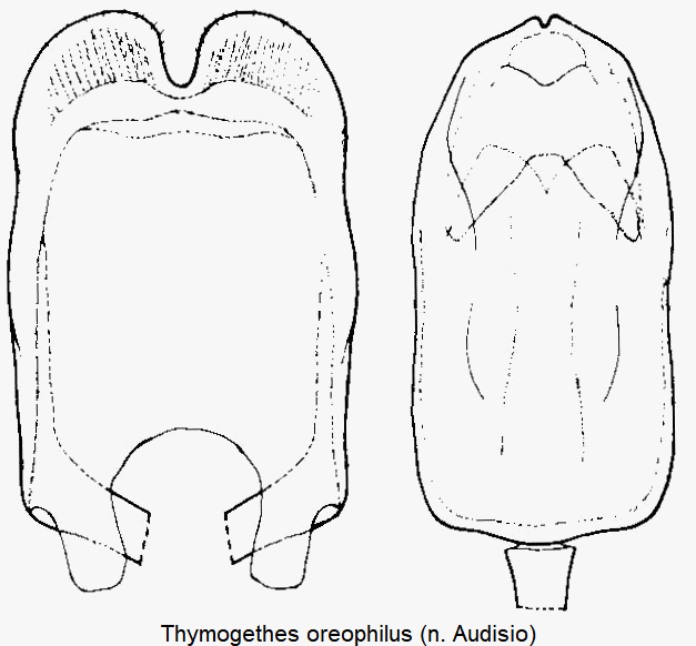 thymogethes_oreophilus.gif