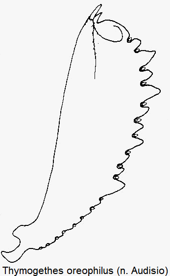 thymogethes_oreophilus_vschn.gif