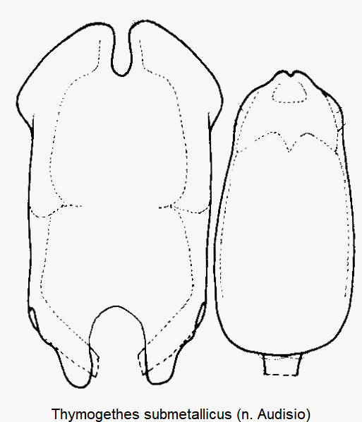 thymogethes_submetallicus.gif
