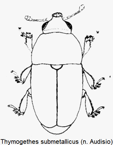 thymogethes_submetallicus_hab.gif