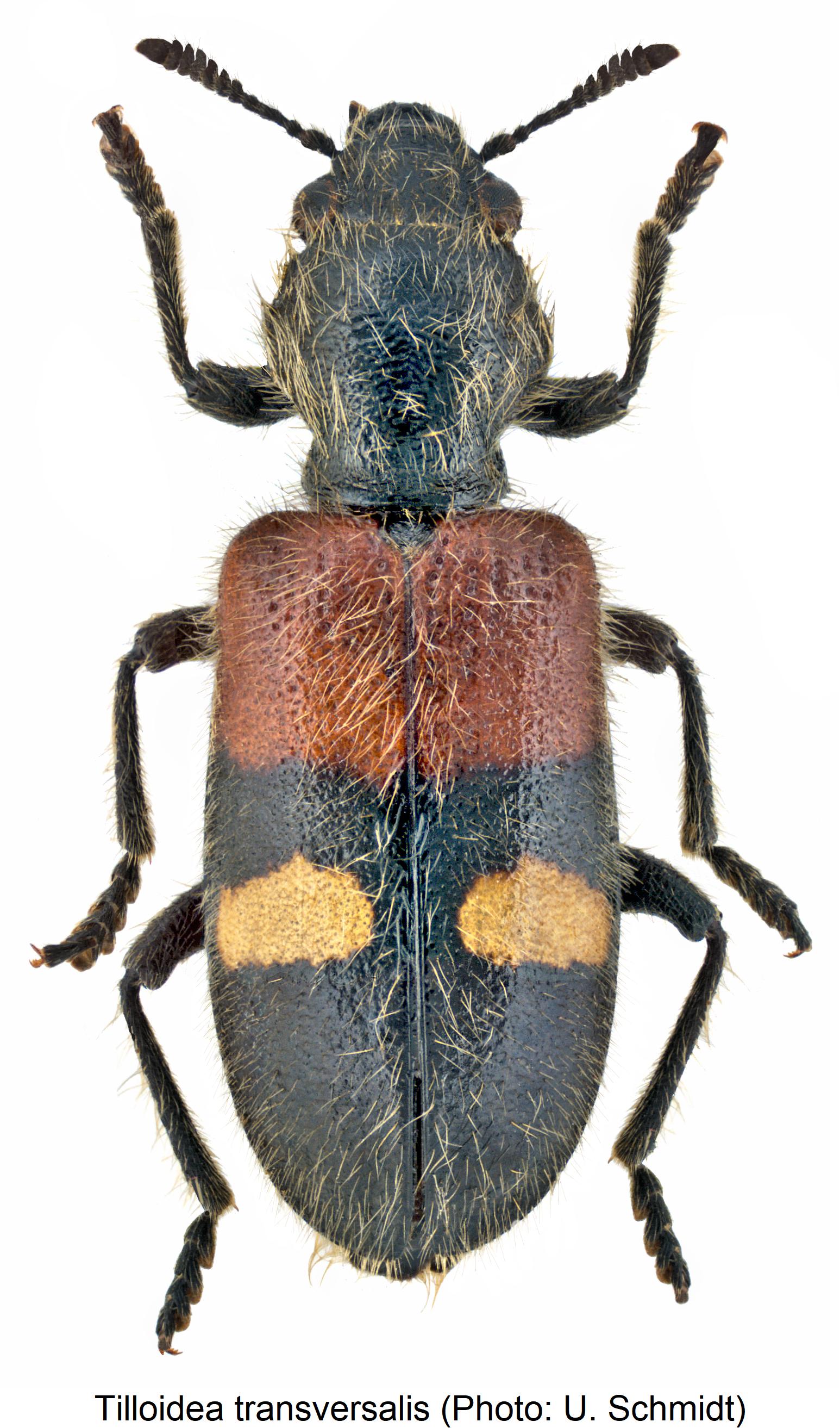 tilloidea_transversalis_hab.jpg