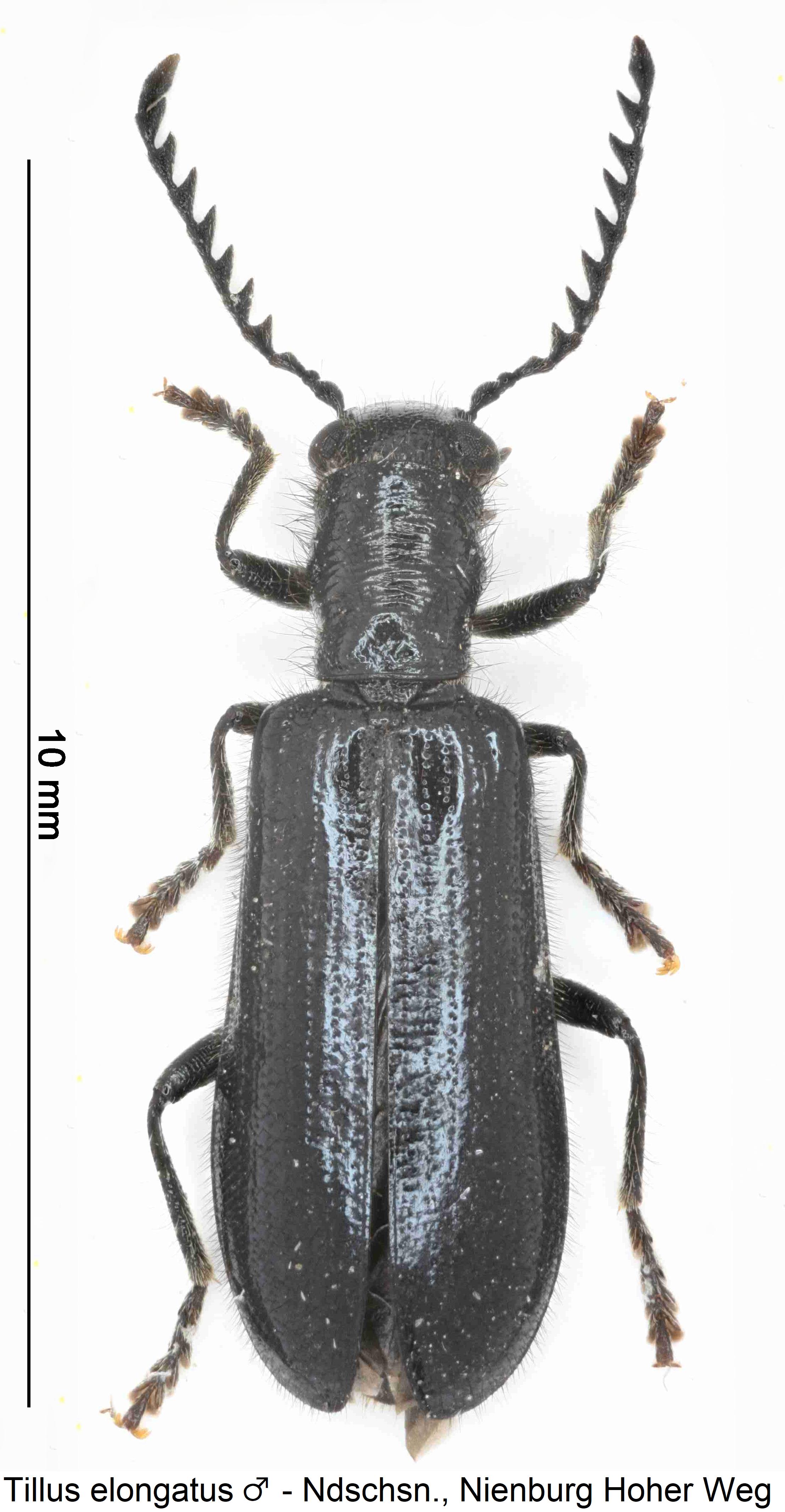 tillus_elongatus_m_hab.jpg