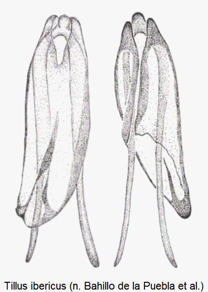 tillus_ibericus.gif