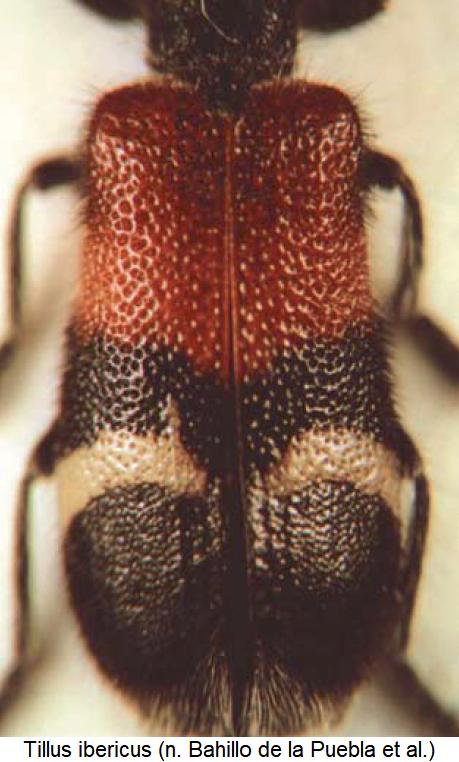 tillus_ibericus_fld.jpg