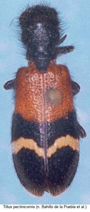 tillus_pectinicornis_hab.jpg