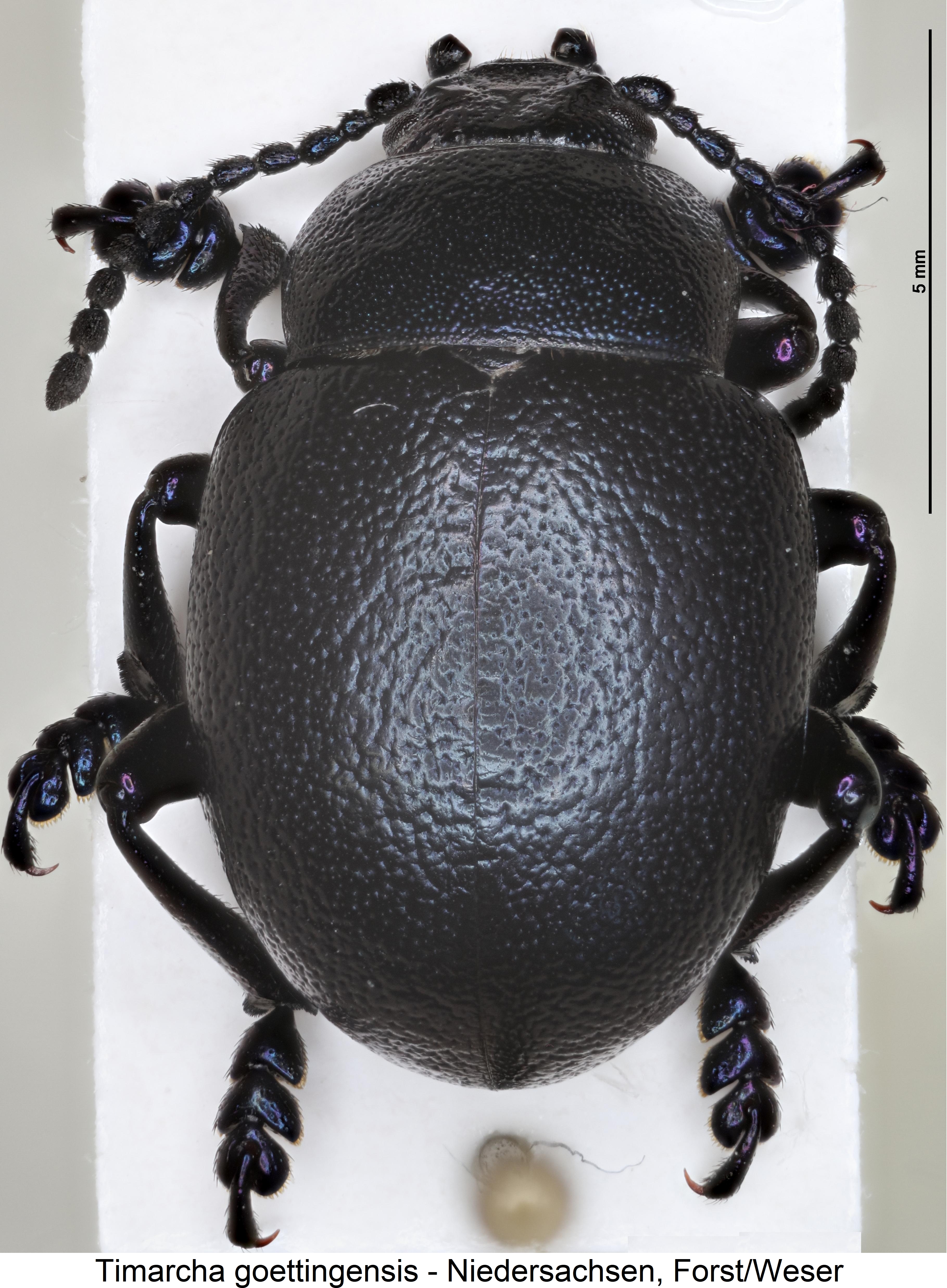 timarcha_goettingensis_hab.jpg