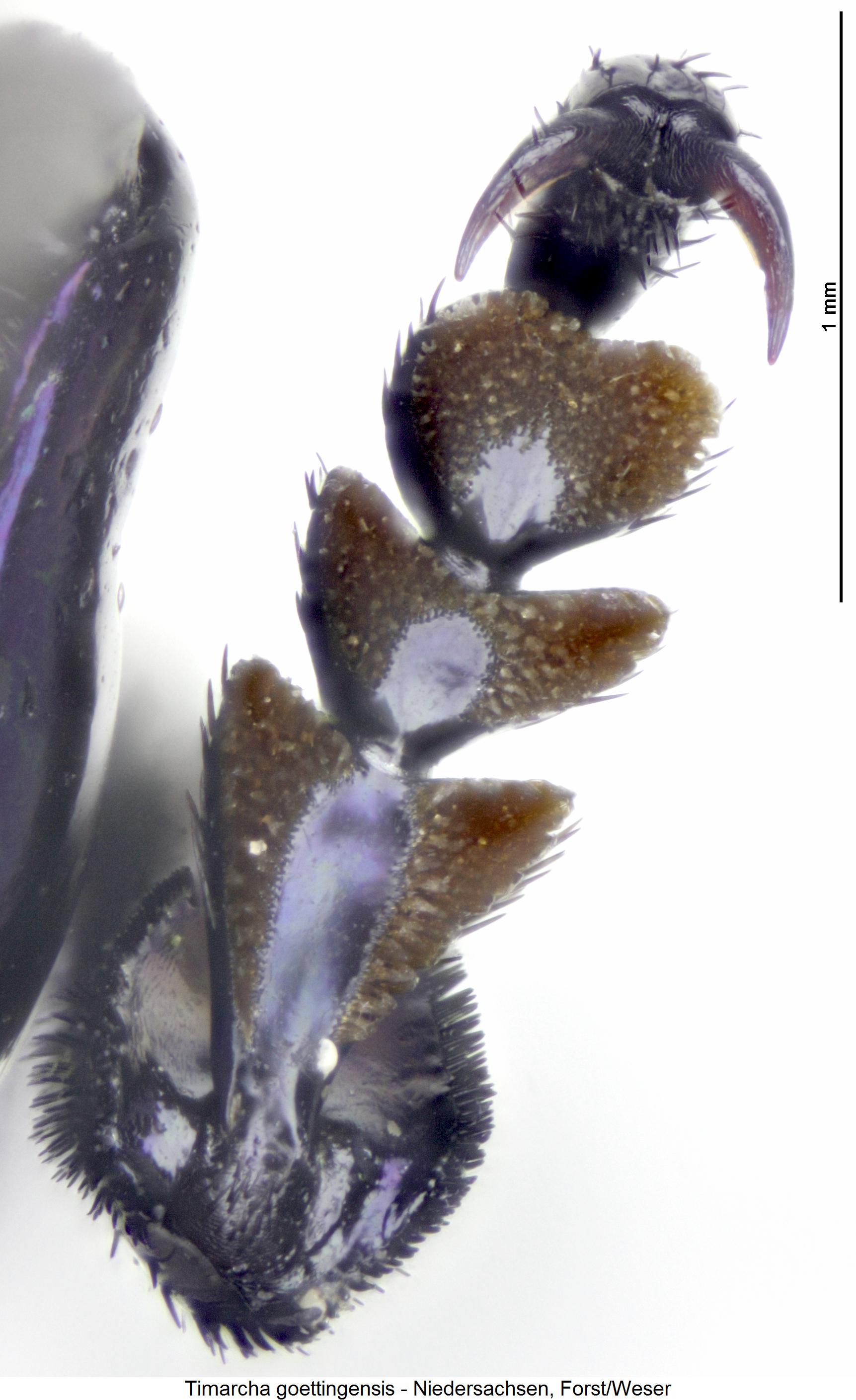 timarcha_goettingensis_htr.jpg