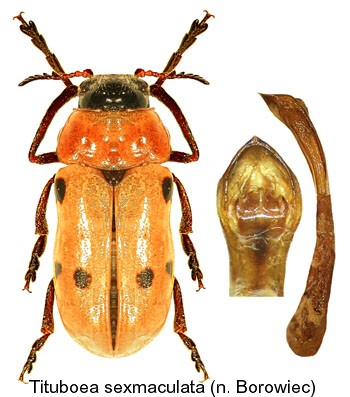 tituboea_sexmaculata.jpg