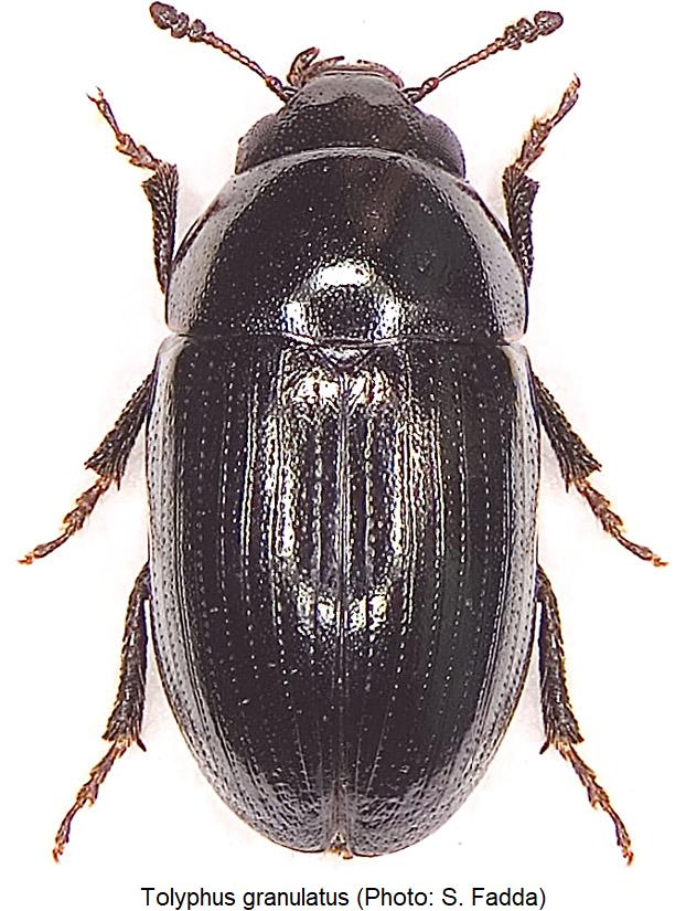 tolyphus_granulatus_hab0.jpg