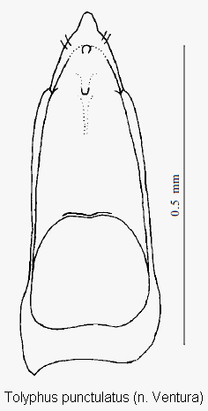 tolyphus_punctulatus.gif