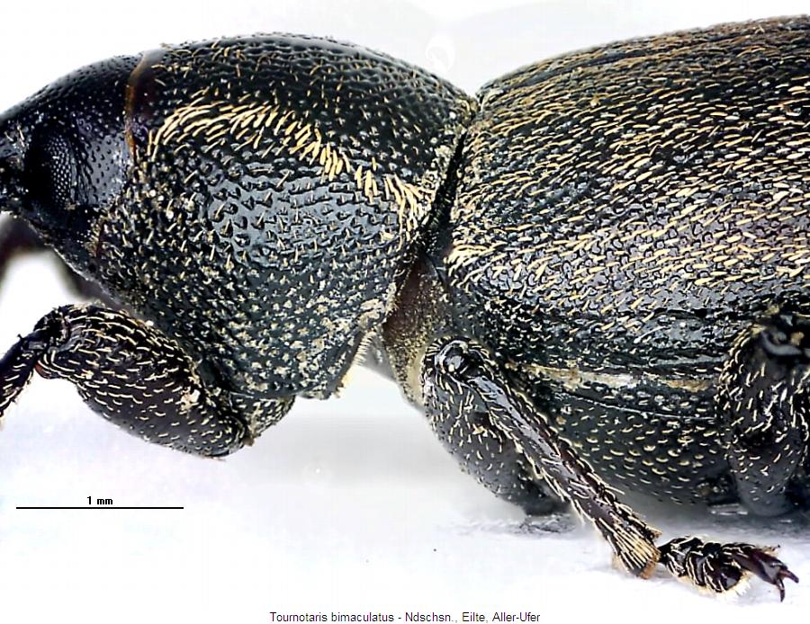 tournotaris_bimaculatus_sa.jpg