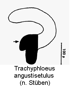trachyphloeus_angustisetulus_sperm.gif