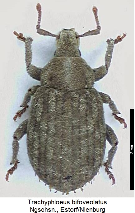 trachyphloeus_bifoveolatus_hab.jpg
