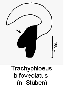 trachyphloeus_bifoveolatus_sperm.gif