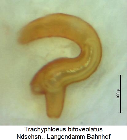 trachyphloeus_bifoveolatus_sperm.jpg