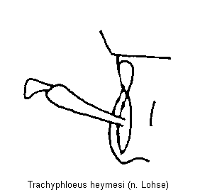 trachyphloeus_heymesi_k.gif
