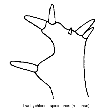trachyphloeus_spinimanus_vschn.gif
