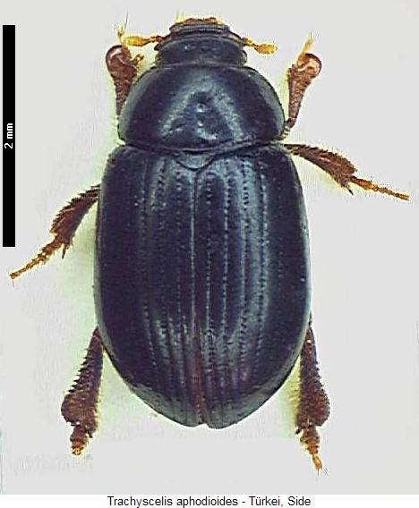 trachyscelis_aphodioides_hab.jpg