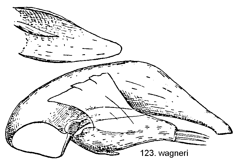tre123.gif
