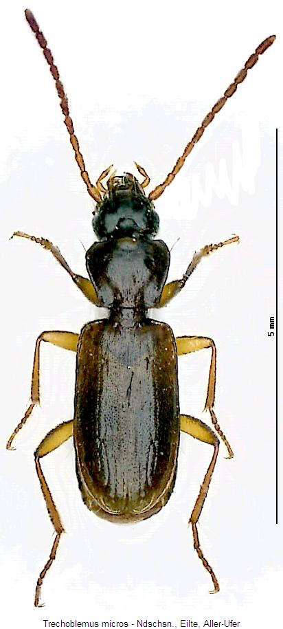 trechoblemus_micros_hab.jpg