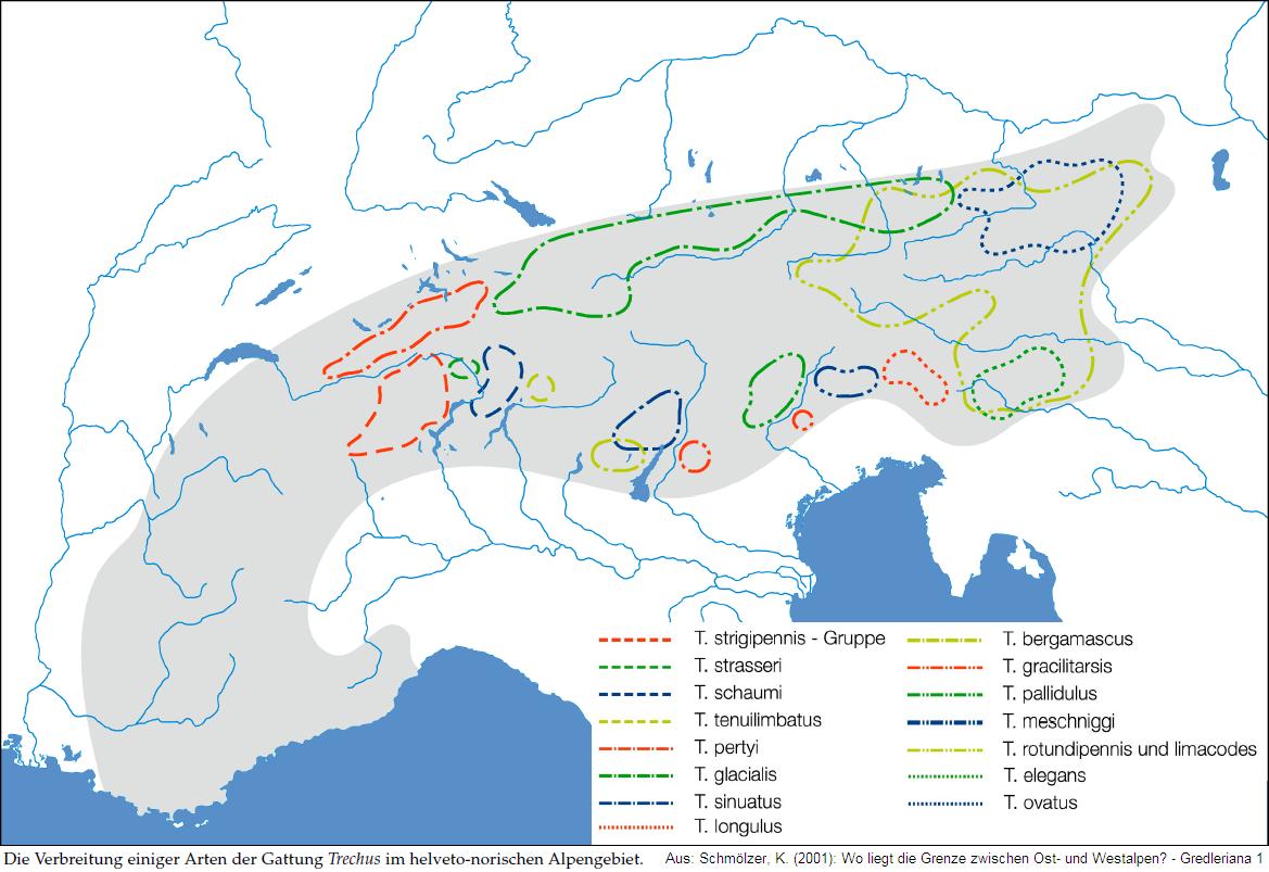 trechus_alpengebiet.jpg