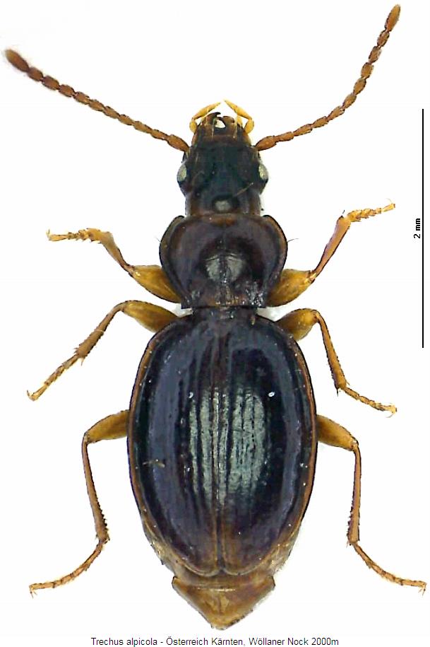 trechus_alpicola_hab.jpg