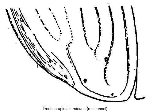 trechus_apicalis_fld.gif
