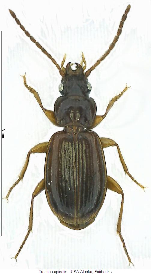 trechus_apicalis_hab.jpg