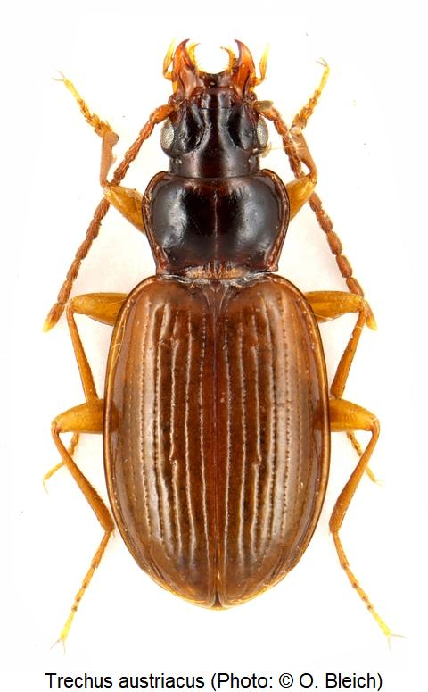 trechus_austriacus_hab1.jpg
