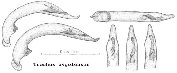 trechus_avgolensis.jpg
