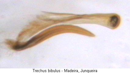 trechus_bibulus_pc.jpg